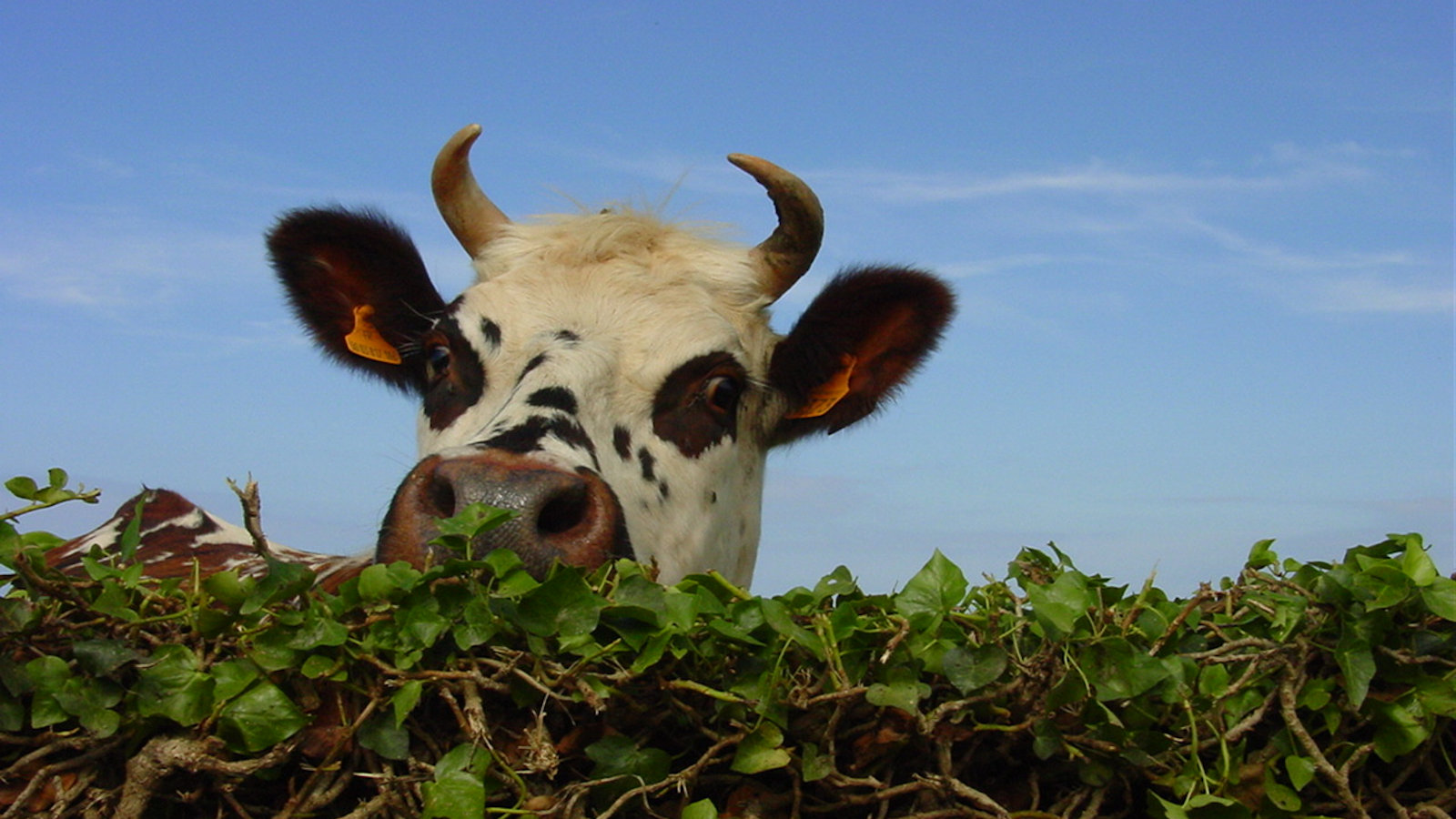 Vache